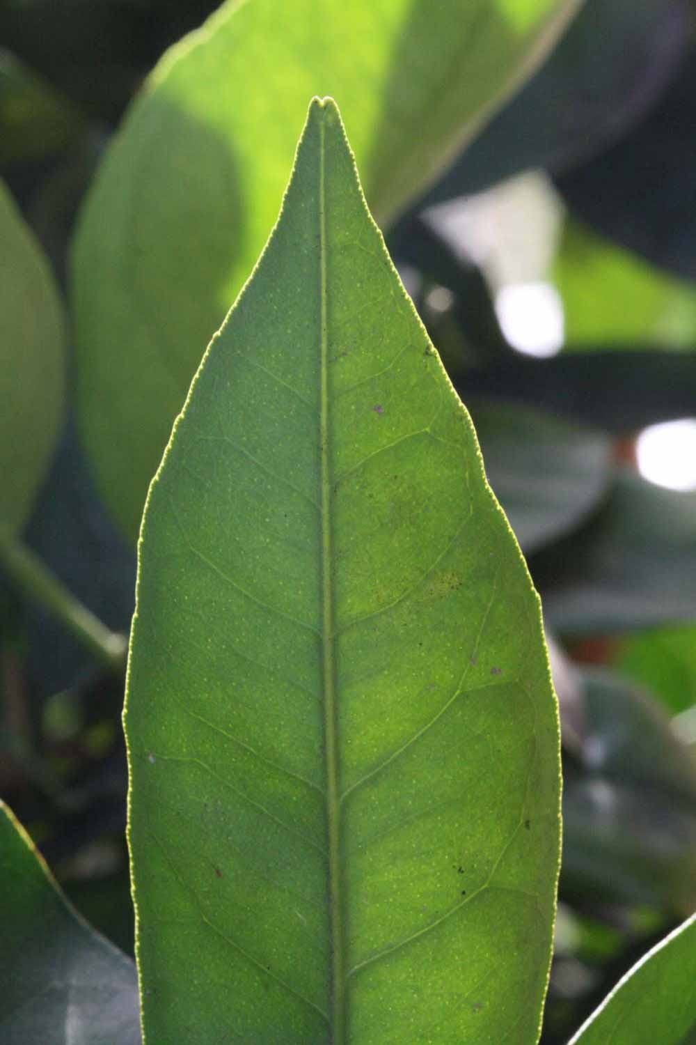            Margin (Fisher, Riverside, CA)   